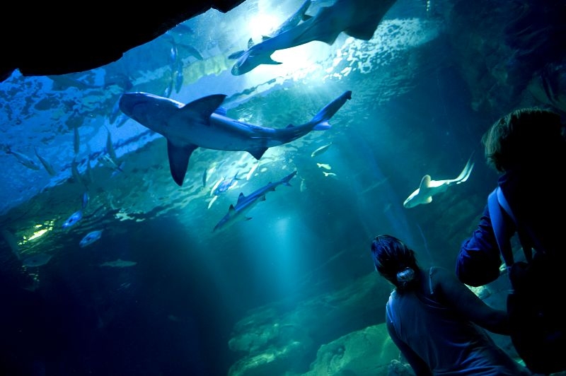 Aquarium-Paris